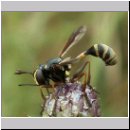 Physocephala rufipes - Dickkopffliege 08.jpg